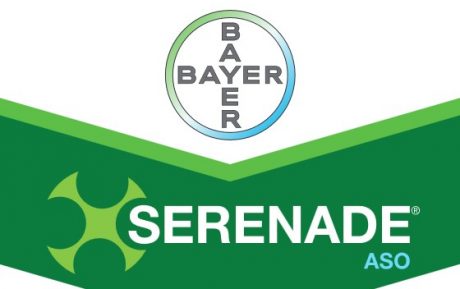 Serenade ASO