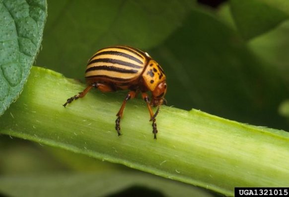Adult colorado potato beetle