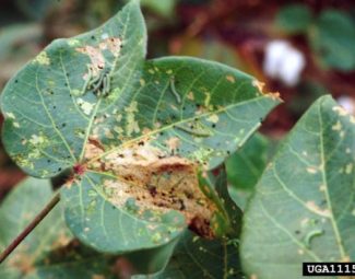 Fall armyworm larvae on damaged cotton plant