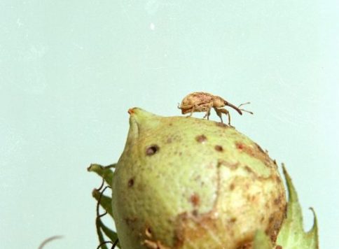 Adult boll weevil on cotton