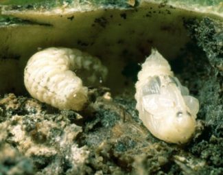 Boll weevil larva and pupa