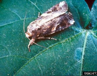 Adult (male) fall armyworm