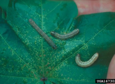 Fall armyworm larvae on leaf