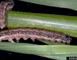 Larvae of the fall armyworm