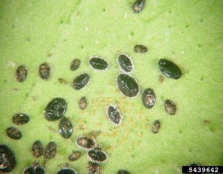 Multiple life stages of the citrus blackfly