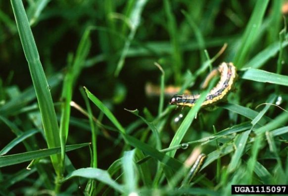 Fall armyworm larva in bermudagrass