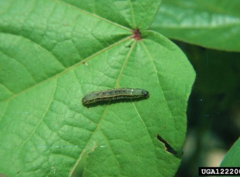 Beet armyworm larva on legume