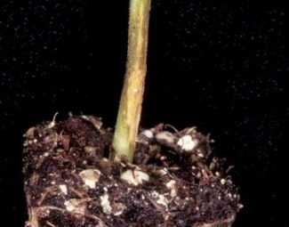Watermelon transplant showing a water-soaked lesion on the lower stem being consistent with signs of infection by rhizoctonia solani.