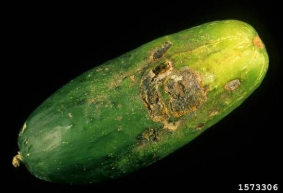 Belly rot of cucumber caused by Rhizoctonia solani