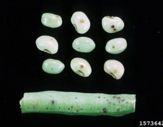 Cowpea curculio feeding damage on pod and peas
