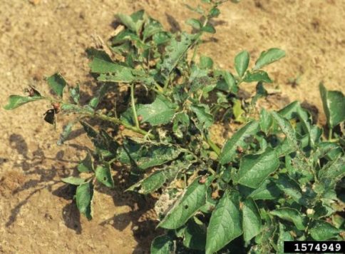 Colorado potato beetle damage to a potato plant