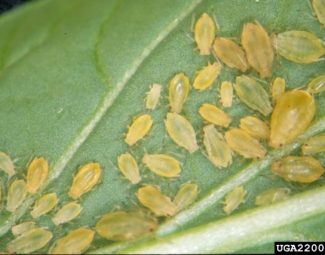 Multiple life stages of the green peach aphid