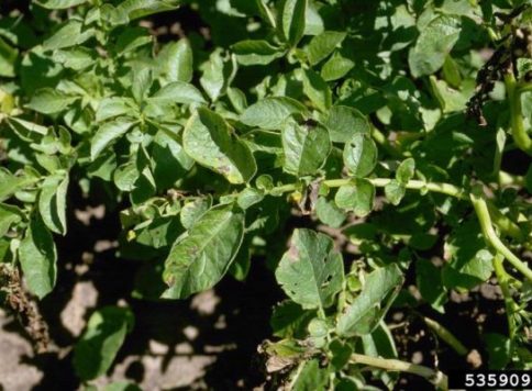 A potato leaf showing early blight symptoms caused by Alternaria solani in the field