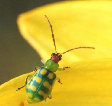 Banded cucumber beetle adult on common sunflower