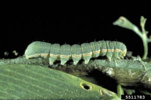 Beet armyworm larva