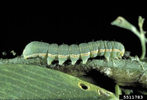 Beet armyworm larva