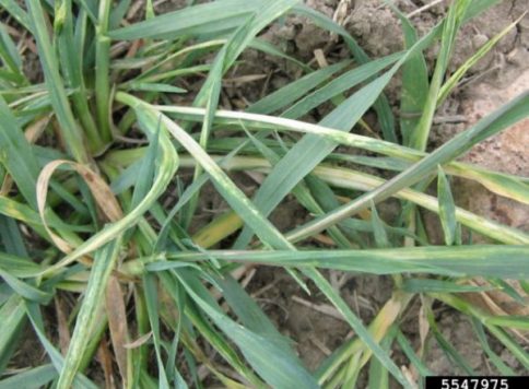 Symptoms of russian wheat apid on winter wheat