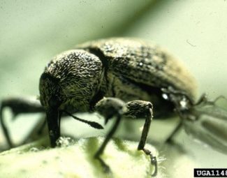 Adult boll weevil close up