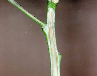 Symptoms of fusarium wilt on cotton plant stem
