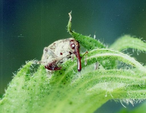 Adult boll weevil