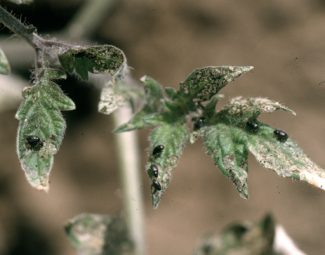 Leaf injury to seedling tomato by potato flea beetles (Epitrix cucumeris)