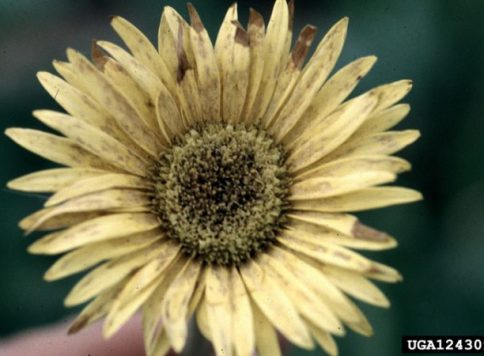 Feeding injury to English daisy caused by western flower thrips