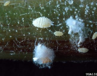 Several female papaya mealybugs and two web masses on a stem of a red potato sprout