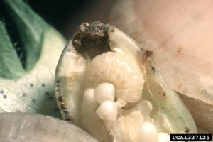 Boll weevil larva in a cotton square