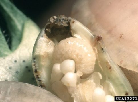 Boll weevil larva in a cotton square