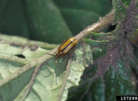 adult striped cucumber beetle