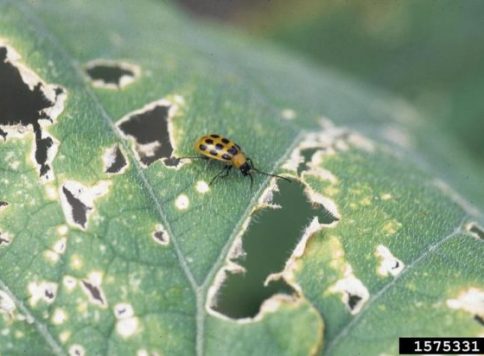 Cucumber anthracnose and spotted cucumber beetle damage