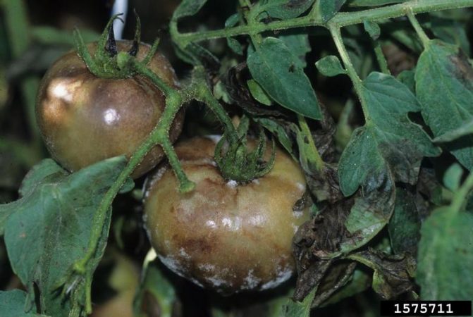 Late Blight – Earthwise Agriculture