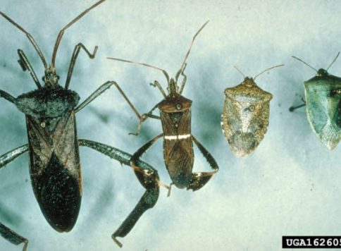 Several species of leaf-footed bugs, pictured here on the left, and most stink bugs, here on the right, are plant feeders.