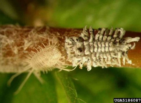 Mealybug destroyer - larva feeding on mealybugs; species native to Australia