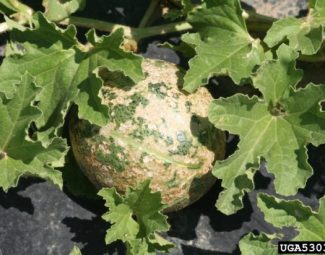 Adult scarring of fruit skin caused by the striped cucumber beetle