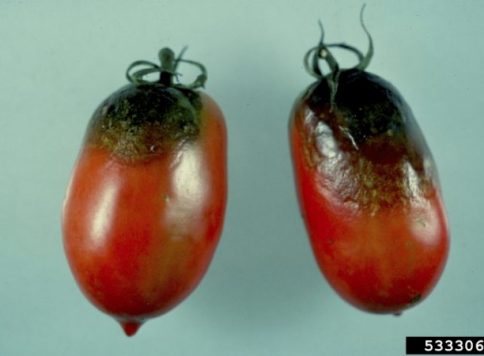 Late blight (Phytophthora infestans) symptoms on tomatoes.