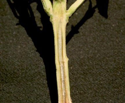 Stem of a bean plant cut away to show infection of the vascular system by fusarium wilt.