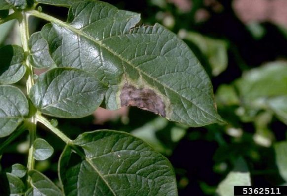 Late blight (Phytophthora infestans) infection of  a potato leaflet.