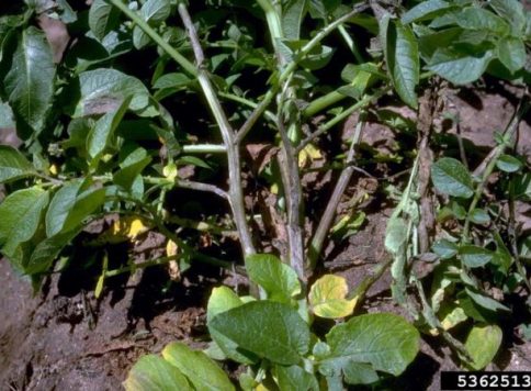 Late blight (Phytophthora infestans) infection of  a potato plant on a field.