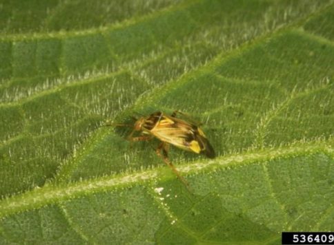 Adult lygus plant bug (Lygus sp.) feeding on a leaf.