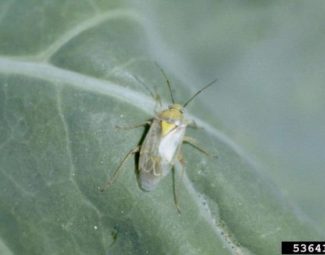 Adult of the pale legume bug (Lygus elisus), a pest of many species, primarily of plants in the cabbage family.