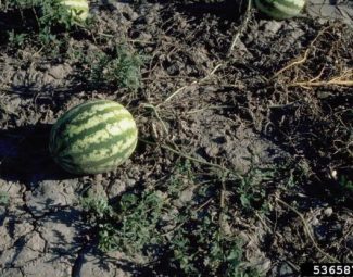 Melon plants showing fusarium wilt infection caused by Fusarium oxysporum