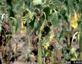 Sunflower plants showing symptoms of Verticillium wilt infection caused by Verticillium dahliae in the field.