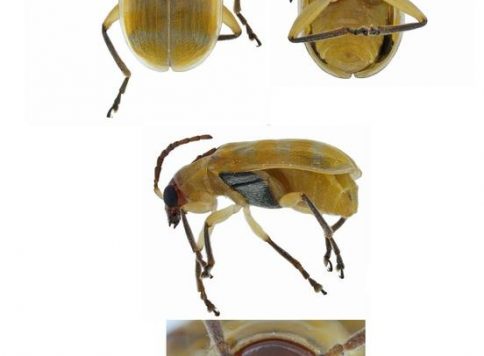Multiple views of the banded cucumber beetle
