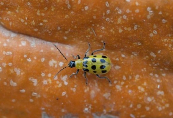 Spotted cucumber beetle on pumpkin.