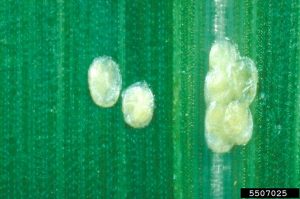 Southwestern corn borer eggs