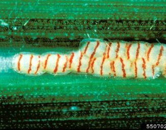 Southwestern corn borer eggs in red-bar stage