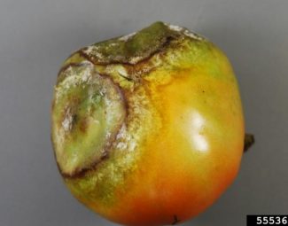 Late blight (Phytophthora infestans) on a garden tomato.