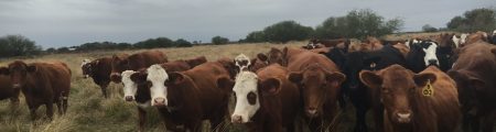 Earthwise Cattle