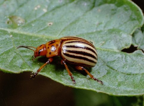 adult colorado potato beetle